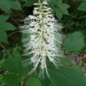 Pavier blanc - aesculus parviflora - 60-80 cm pot